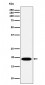 Anti-MSRB3 Rabbit Monoclonal Antibody